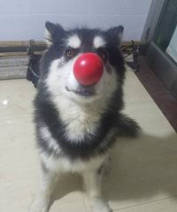 ���Ĺ��棬�ذ����ӡ�6.1����ӽ�