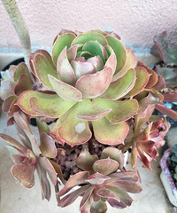 ��ͬ״̬�ķ�ʦ