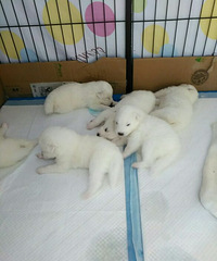 �����Ĵ�����ĦҮ����û����۵ģ���Ҫ����