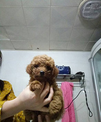 ���ۼ�������̩�����꽷������600��ĸ700