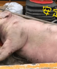 ��ʦ��ſ���� ��������������ͣ