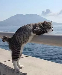 一只鹿儿岛出身的猫,走遍日本各个地方,社会我猫哥給他厲害的!