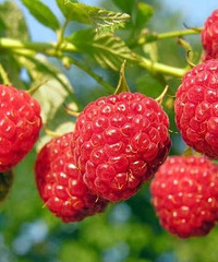 别采食野外覆盆子 有8个孩子疑似百草枯中毒