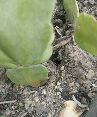 ���æ����