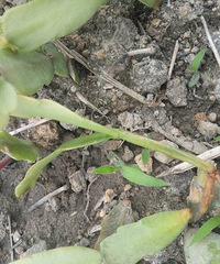 ���æ����