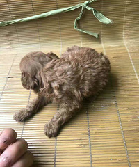 �Ҹ�Ů����