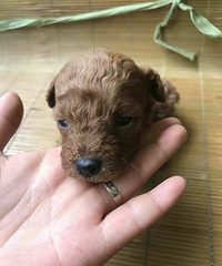 �Ҹ�Ů����