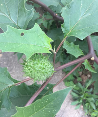 ����ʲô����