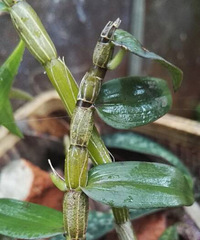 长了好多新芽