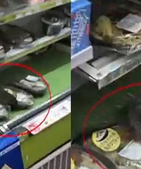 �Ϻ�һ�������ִ����� ���ںз���