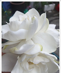 ���������ؽࡢ��������������Ũ������