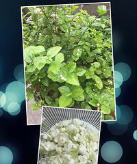 ���������ؽࡢ��������������Ũ������