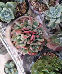 ֻʣ��һĨ����