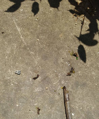 ������¾�������ʬ�壬�Ҳ��̶ã���˭����