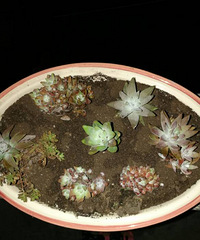 ���Դ���Ȼ