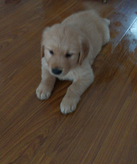 ������С��ë�������³�Ա�������벻����