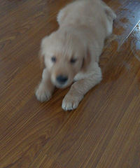 ������С��ë�������³�Ա�������벻����