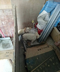 С��Ħ������������