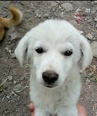 С��Ħ������������