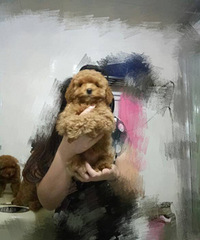 ����̩�Ϲ�����ͼ۳��ۣ���600ĸ��700