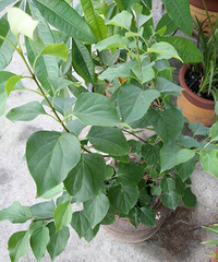 �����Ե�