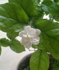 ��һ�����򻨿�������