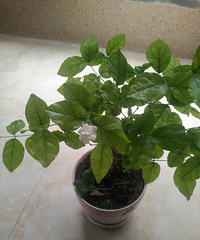 ��һ�����򻨿�������