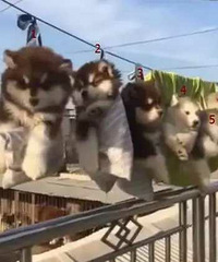 ����˹��ϴ���豻����ɹ�ɣ����ѣ�������ֻ��«����үү��