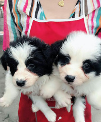 �߾�����Ȯ