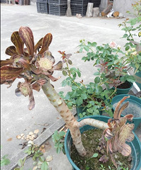 ��˵��ô�������ֵֹģ�ԭ����֪��ʲôʱ��