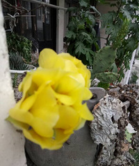 ��������ǿ