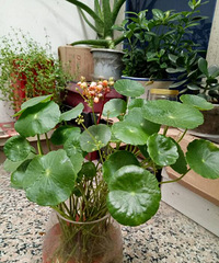 ��������ͭǮ��[ej