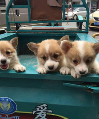 ���ۿ»�2MM�����ļ�΢��wu13889324