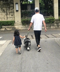 马伊琍晒文章带小女儿遛狗照 手牵手背影超有爱
