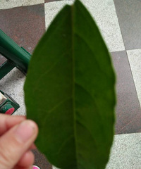 �����Ŷ�����į�����������˶�һ������ʵ��