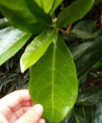 ��Щ���޵Ĳ԰����ľ�����ӫ��������쿴��