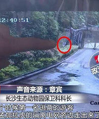 游客逃票翻墙入虎园 不要命