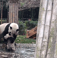 ��һ�����޵��裬�γ�����̼�