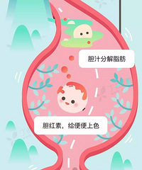 食物是怎么变成便便的?一张图看懂食物的消化道之旅