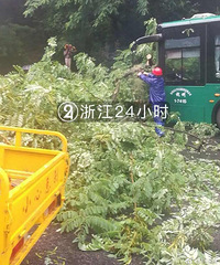 突发!清晨杭州西湖边有树倒下来了