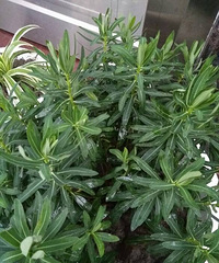 ������֪��ֲ����ʲô