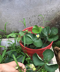"自己种的草莓可以总算吃到了"