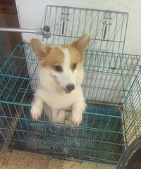 �����»��������