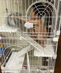 妈妈到处找不到孩子,猫笼里一看瞬间无语!