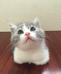 ����Ӣ�̱����Ұ��� �۲����Լ��ҵģ�����