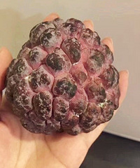 这种水果认识吗?