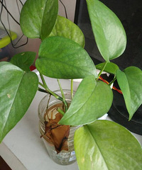 Ϊ���³�һƬҶ�ӣ��ϵ�Ҷ�Ӿͻ�ݻƣ���ô