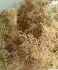 海石花夏季盛行品天然果冻