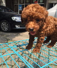 家养红贵幼犬茶杯犬出售,月底搬家急出,800/条