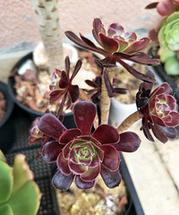 ���Ƿ�ʦ��ѽ